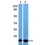 Anti-CST6 Antibody from Bioworld Technology (BS61167) - Antibodies.com