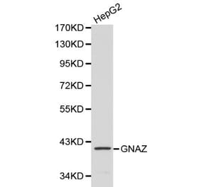 Anti-GNAZ Antibody from Bioworld Technology (BS6117) - Antibodies.com