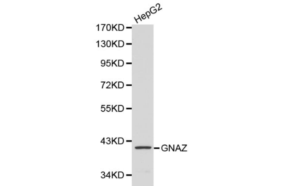 Anti-GNAZ Antibody from Bioworld Technology (BS6117) - Antibodies.com