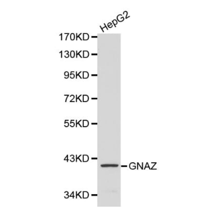 Anti-GNAZ Antibody from Bioworld Technology (BS6117) - Antibodies.com