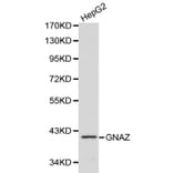 Anti-GNAZ Antibody from Bioworld Technology (BS6117) - Antibodies.com
