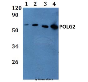 Anti-POLG2 Antibody from Bioworld Technology (BS61176) - Antibodies.com