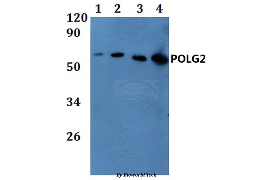 Anti-POLG2 Antibody from Bioworld Technology (BS61176) - Antibodies.com