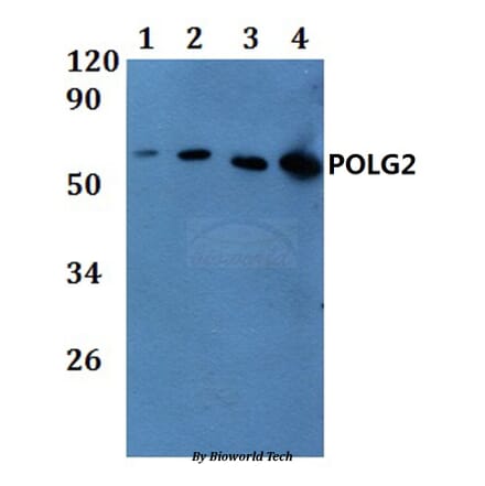 Anti-POLG2 Antibody from Bioworld Technology (BS61176) - Antibodies.com