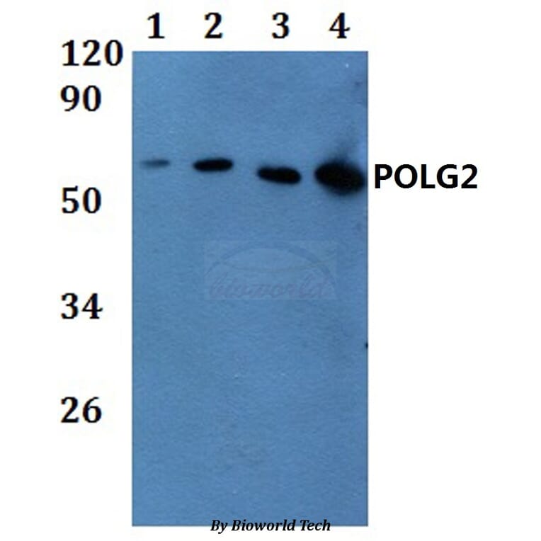 Anti-POLG2 Antibody from Bioworld Technology (BS61176) - Antibodies.com