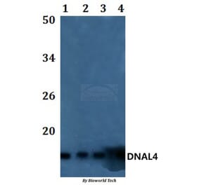 Anti-DNAL4 Antibody from Bioworld Technology (BS61179) - Antibodies.com