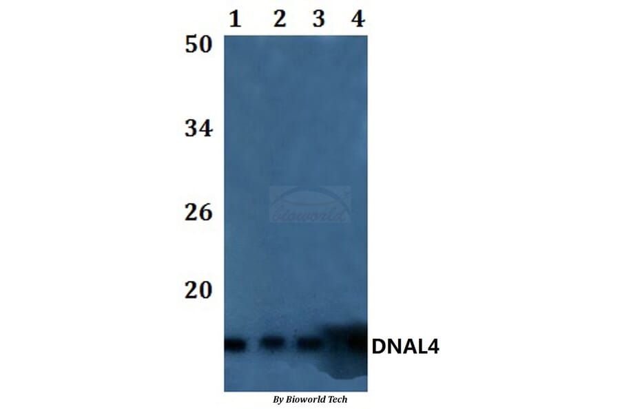 Anti-DNAL4 Antibody from Bioworld Technology (BS61179) - Antibodies.com