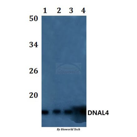 Anti-DNAL4 Antibody from Bioworld Technology (BS61179) - Antibodies.com