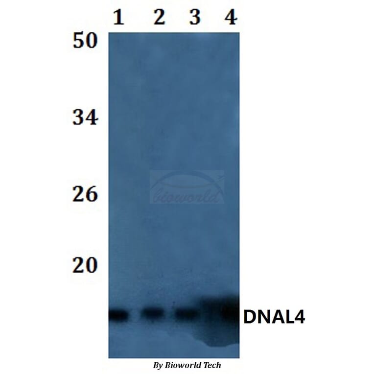 Anti-DNAL4 Antibody from Bioworld Technology (BS61179) - Antibodies.com