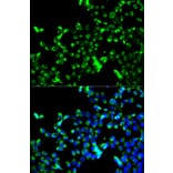 Anti-Calregulin Antibody from Bioworld Technology (BS6118) - Antibodies.com