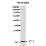 Anti-LYZL6 Antibody from Bioworld Technology (BS6119) - Antibodies.com