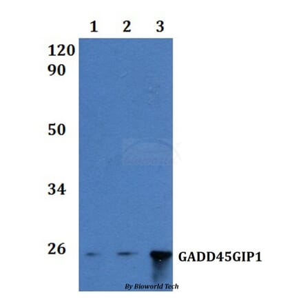 Anti-GADD45GIP1 Antibody from Bioworld Technology (BS61196) - Antibodies.com