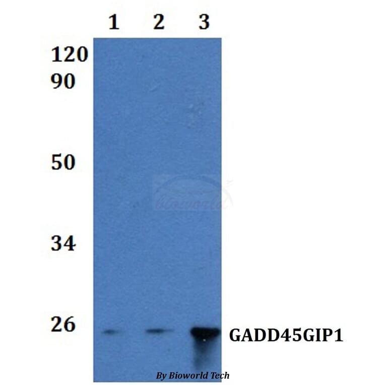 Anti-GADD45GIP1 Antibody from Bioworld Technology (BS61196) - Antibodies.com