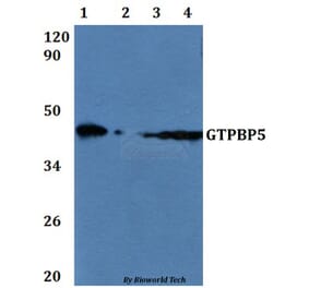 Anti-GTPBP5 Antibody from Bioworld Technology (BS61198) - Antibodies.com