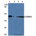 Anti-GTPBP5 Antibody from Bioworld Technology (BS61198) - Antibodies.com