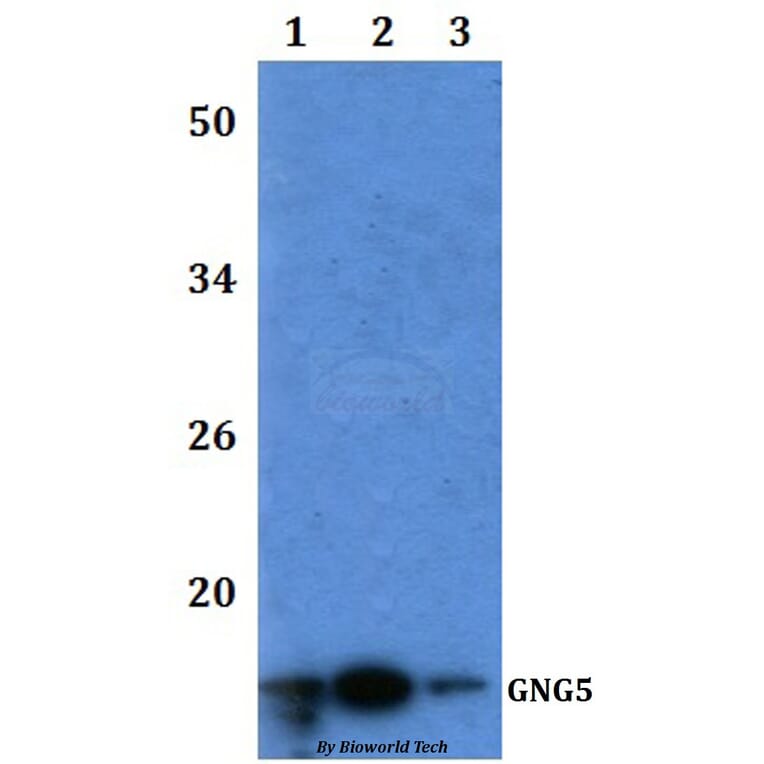 Anti-GNG5 Antibody from Bioworld Technology (BS61200) - Antibodies.com