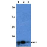 Anti-GNG5 Antibody from Bioworld Technology (BS61200) - Antibodies.com