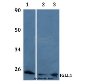 Anti-IGLL1 Antibody from Bioworld Technology (BS61202) - Antibodies.com