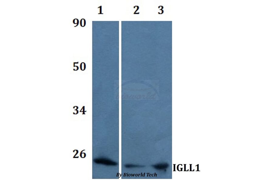 Anti-IGLL1 Antibody from Bioworld Technology (BS61202) - Antibodies.com