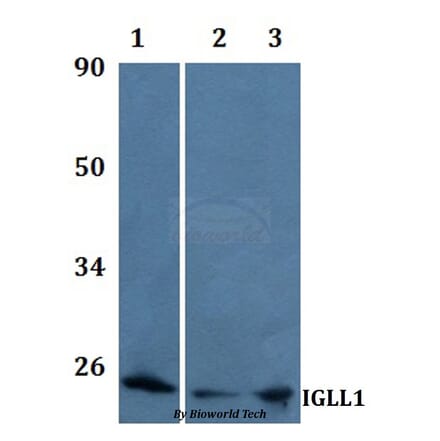 Anti-IGLL1 Antibody from Bioworld Technology (BS61202) - Antibodies.com