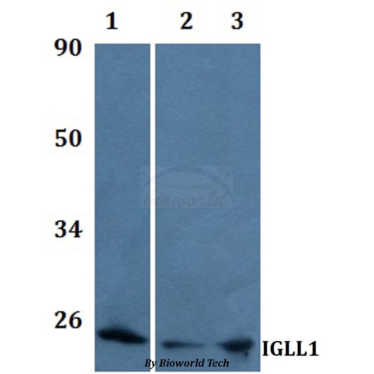 Anti-IGLL1 Antibody from Bioworld Technology (BS61202) - Antibodies.com