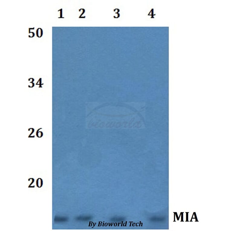 Anti-MIA Antibody from Bioworld Technology (BS61209) - Antibodies.com