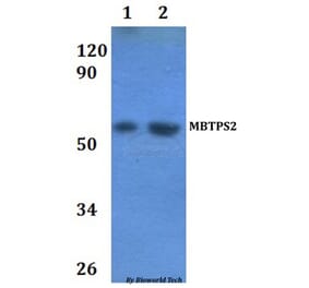 Anti-MBTPS2 Antibody from Bioworld Technology (BS61210) - Antibodies.com