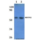 Anti-MBTPS2 Antibody from Bioworld Technology (BS61210) - Antibodies.com