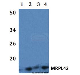 Anti-MRPL42 Antibody from Bioworld Technology (BS61211) - Antibodies.com