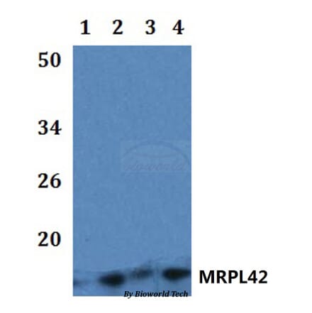 Anti-MRPL42 Antibody from Bioworld Technology (BS61211) - Antibodies.com