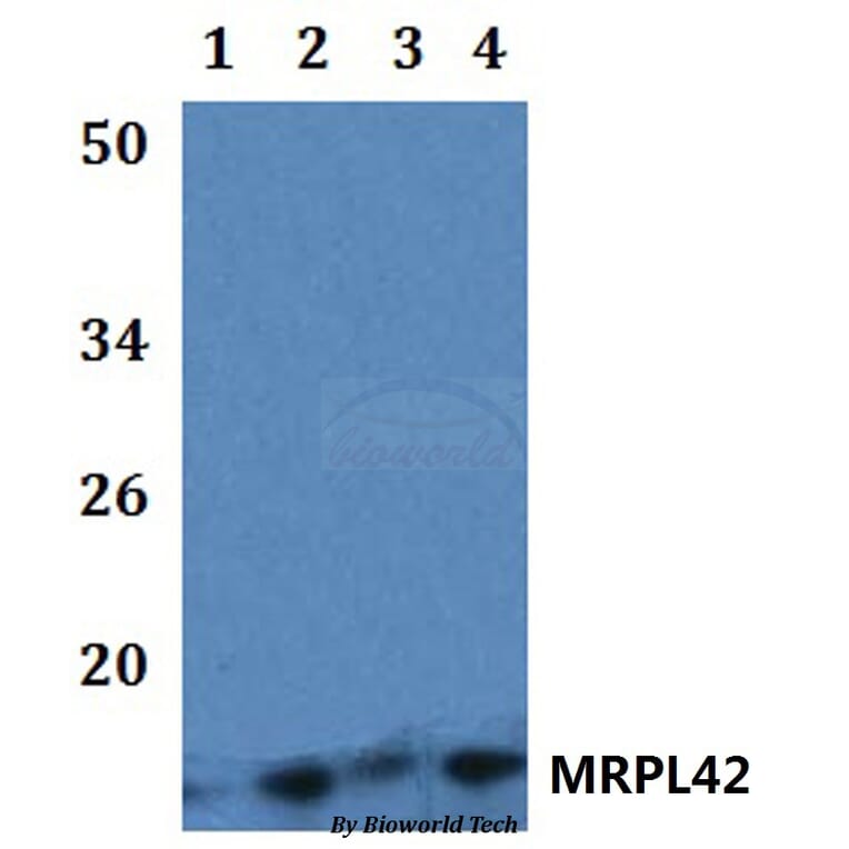 Anti-MRPL42 Antibody from Bioworld Technology (BS61211) - Antibodies.com