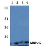 Anti-MRPL42 Antibody from Bioworld Technology (BS61211) - Antibodies.com