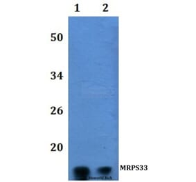 Anti-MRPS33 Antibody from Bioworld Technology (BS61212) - Antibodies.com