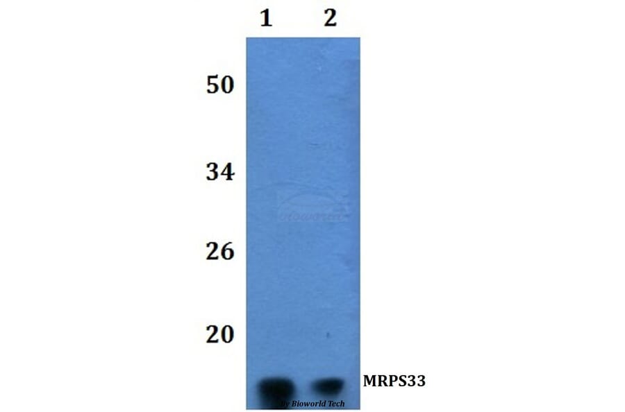 Anti-MRPS33 Antibody from Bioworld Technology (BS61212) - Antibodies.com