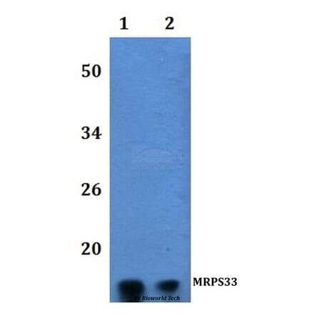 Anti-MRPS33 Antibody from Bioworld Technology (BS61212) - Antibodies.com