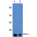 Anti-MRPS33 Antibody from Bioworld Technology (BS61212) - Antibodies.com