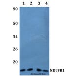 Anti-NDUFB1 Antibody from Bioworld Technology (BS61217) - Antibodies.com