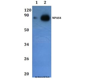 Anti-NPAS4 Antibody from Bioworld Technology (BS61225) - Antibodies.com