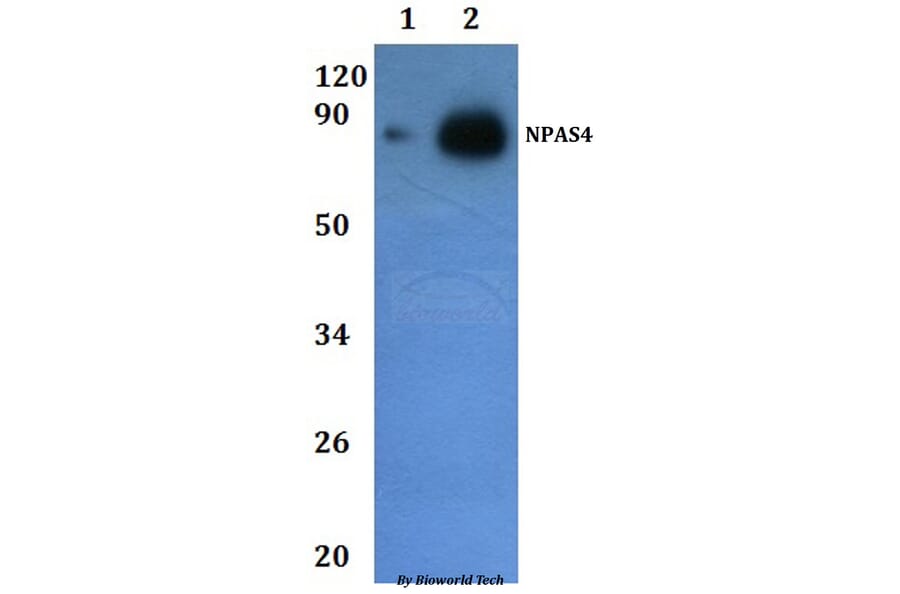 Anti-NPAS4 Antibody from Bioworld Technology (BS61225) - Antibodies.com