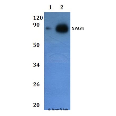 Anti-NPAS4 Antibody from Bioworld Technology (BS61225) - Antibodies.com