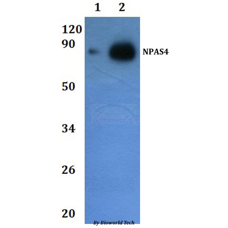 Anti-NPAS4 Antibody from Bioworld Technology (BS61225) - Antibodies.com