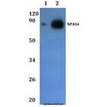 Anti-NPAS4 Antibody from Bioworld Technology (BS61225) - Antibodies.com