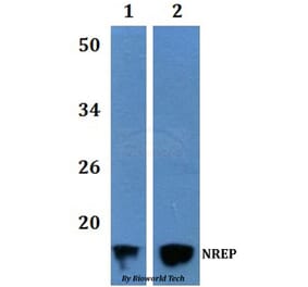 Anti-NREP Antibody from Bioworld Technology (BS61226) - Antibodies.com