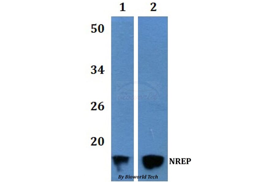 Anti-NREP Antibody from Bioworld Technology (BS61226) - Antibodies.com