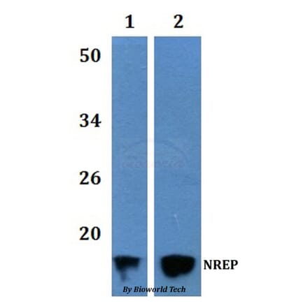Anti-NREP Antibody from Bioworld Technology (BS61226) - Antibodies.com