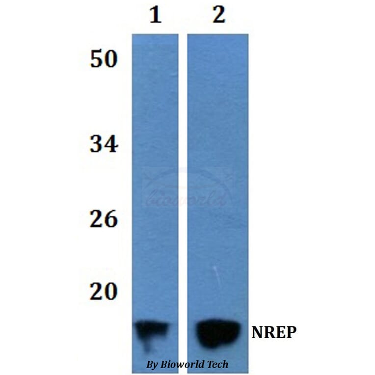 Anti-NREP Antibody from Bioworld Technology (BS61226) - Antibodies.com