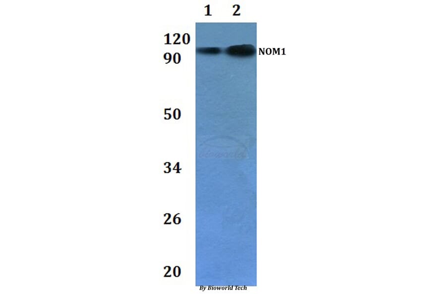Anti-NOM1 Antibody from Bioworld Technology (BS61227) - Antibodies.com