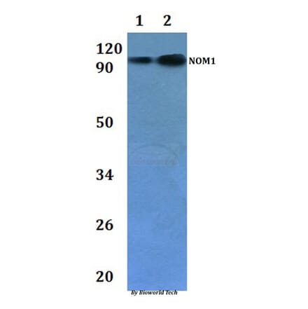 Anti-NOM1 Antibody from Bioworld Technology (BS61227) - Antibodies.com