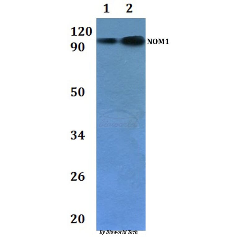 Anti-NOM1 Antibody from Bioworld Technology (BS61227) - Antibodies.com