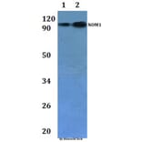 Anti-NOM1 Antibody from Bioworld Technology (BS61227) - Antibodies.com